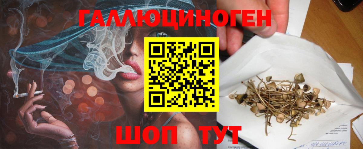 Галлюциногенные грибы Psilocybe Знаменск